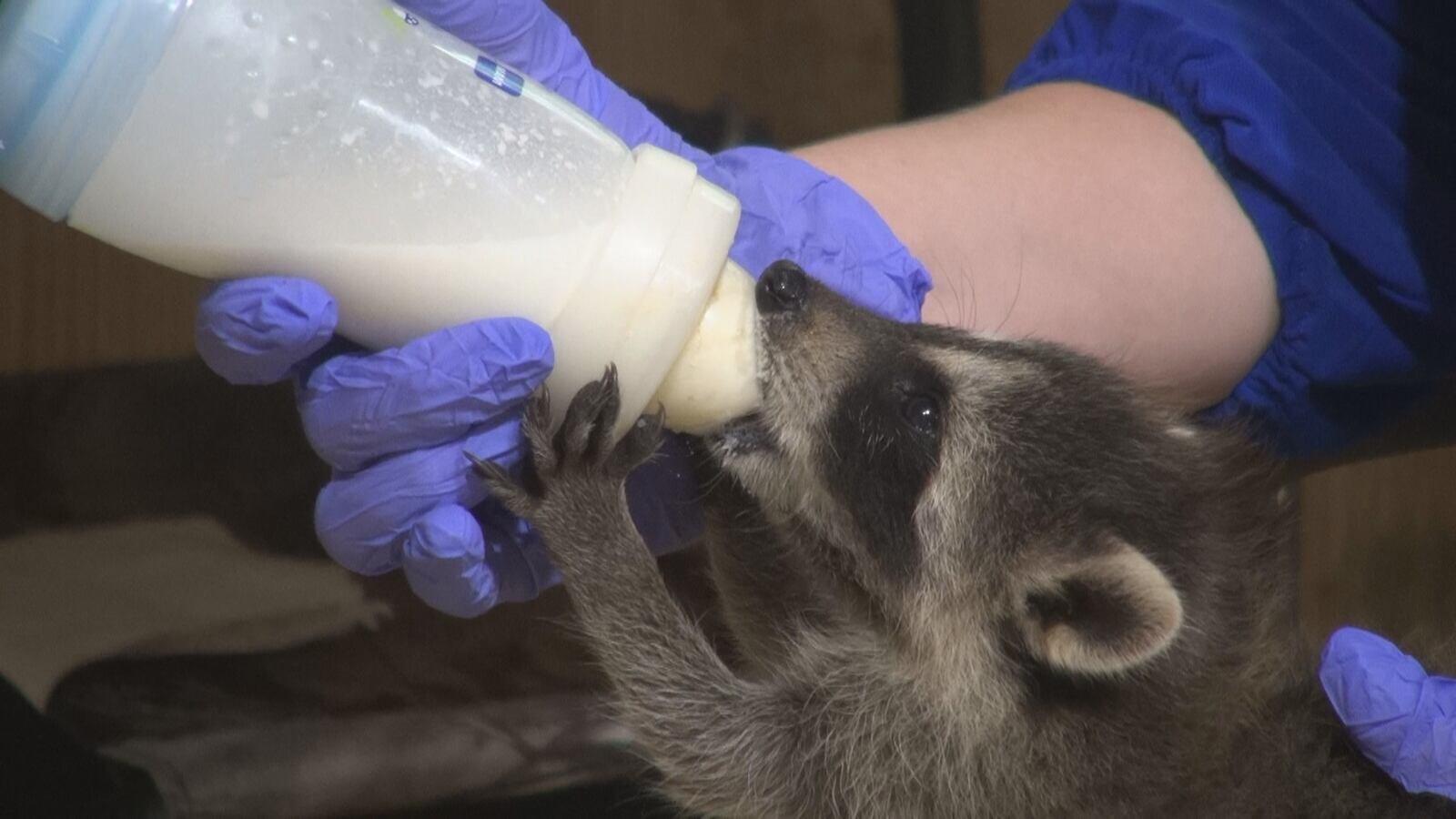 caring for critters